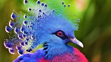 10 Most Beautiful Birds