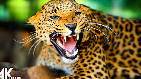Wild animals 4K