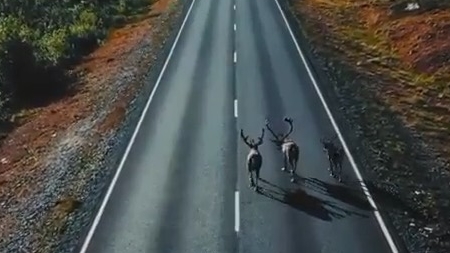 Deers on the road